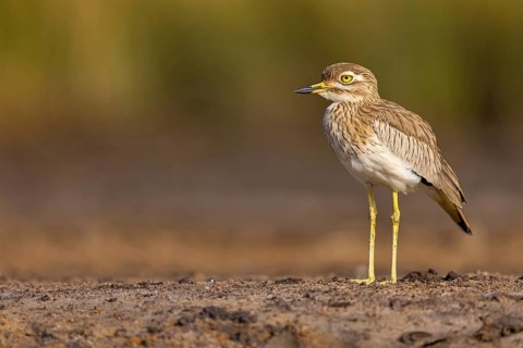 Senegal Lapwing, (Vanellus senegallus), Africa, South Africa, KwaZulu-Natal, Triele family,