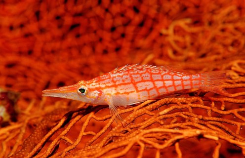 Long-nosed Coral Guard, Oxycirrhites typus, Indonesia, Raja Ampat, Irian Jaya, West Papua, Indian