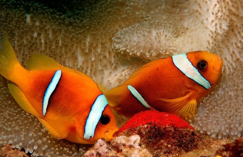 Two Red Sea Anemonefish, Amphiprion bicinctus, Djibouti, Djibouti, Africa, Afar Triangle, Gulf of