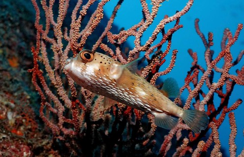 Longspine Hedgehogfish, Diodon holocanthus, Mexico, Lake Cortez, Lower California, La Paz, Central