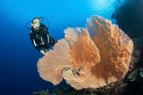 Diver on a coral reef, Russell Islands, Solomon Islands, Oceania