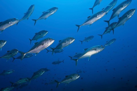 Shoal of bigeye jackfish, Caranx sexfasciatus, Tanimbar Islands, Moluccas, Indonesia, Asia