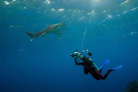 Diver taking photo of Oceanic Whitetip Shark, Carcharhinus longimanus, Brother Islands, Red Sea,