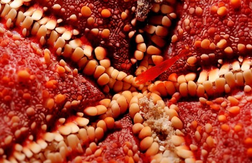 Starfish partner shrimp, Periclimenes soror, Mexico, Lake Cortez, Lower California, La Paz, Central