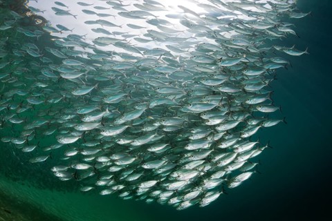 Shoal of yellow-striped herring mackerel in the lagoon of Ahe Island, Selaroides leptolepis,