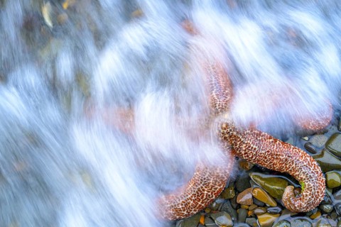 A starfish (Echinodermata spec.) is washed by flowing water on wet stones, Hoonah, Alaska, USA,