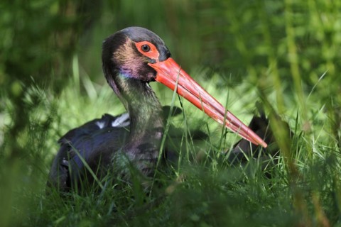 Black stork looking for food