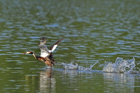 Great crested grebe, Great crested grebe, Podiceps cristatus, Grebe, Europe, Europe, Germany,