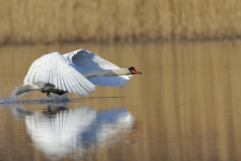 Mute swan, Cygnus olor, Mute swan