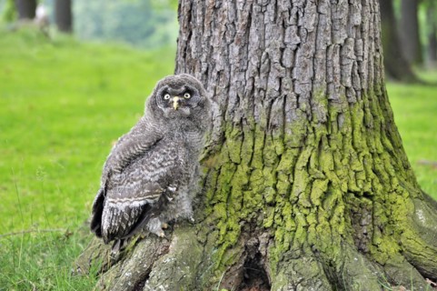 Young great grey owl explores its environment