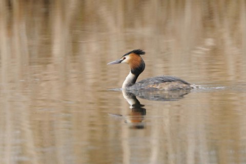 Great crested grebe, Great crested grebe, Podiceps cristatus, Grebe, Europe, Europe, Germany,