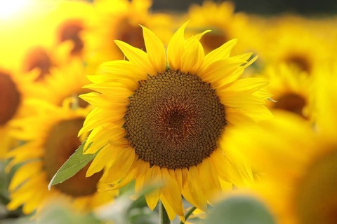 Sunflower, Helianthus annuus in the field at sunset