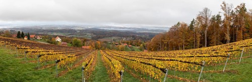 Morning atmosphere at the vineyard, fog drifts over the wooded hilly landscape in the valley,