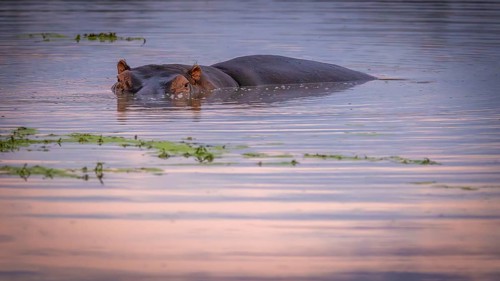 Hippopotamus (Hippopotamus amphibius), lying in waterhole, Manyeleti Game Reserve South Africa