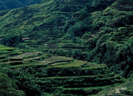 Philippines: Riceterraces of Banaue - Unesco World Heritage