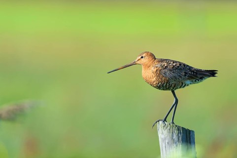 Black-tailed godwit in agriculture land at Dutch wadden island Terschelling