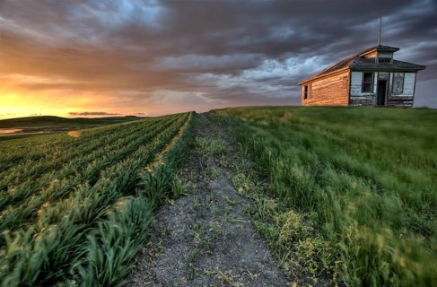 Sunset nad durum wheat crop storm clouds