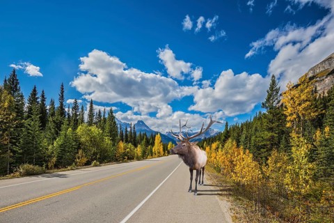 Rocky Mountains, Canada. Along the road is a magnificent deer with big horns