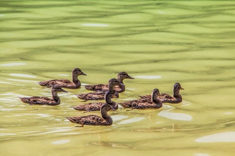 Mallards (Anas platyrhynchos) swimming in formation
