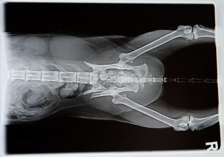 X-ray from dog in negative