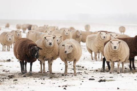 Flock white and black sheep in the snow