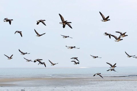 Swarm brent gooses flying above the Dutch wadden sea
