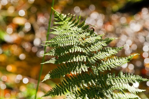 Fern leaf in autumn forest