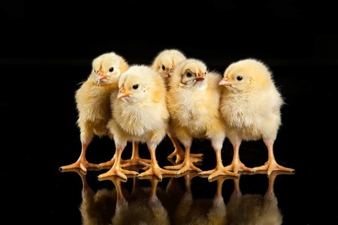 Little yellow chicken on a black studio background