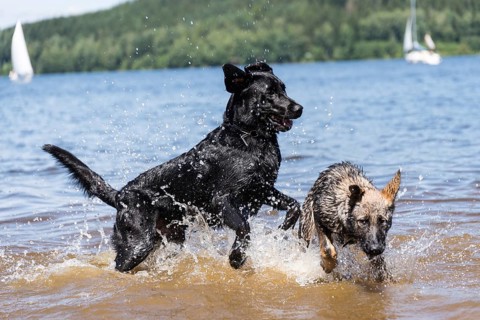 Dogs playing in the lake and having fun in the water - playing dogs