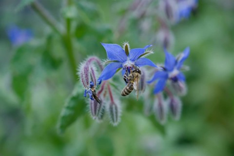 Borage (Borago officinalis), cucumber herb, salad, spice, spice plant, medicinal plant, herbal