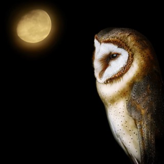 Common barn owl (Tyto alba), the most widely distributed species of owl in the world Demene,