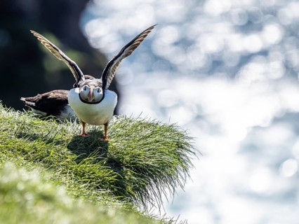 Puffin (Fratercula arctica) on a rocky cliff, Heimaey Island, Westman Islands, Iceland, Europe