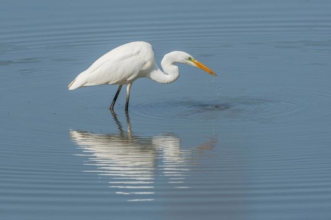 Great egret (Ardea alba) searching for fish. Bas Rhin, Alsace, France, Europe