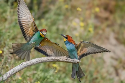 European bee-eaters (merops apiaster) in courtship display in spring. Kaiserstuhl,