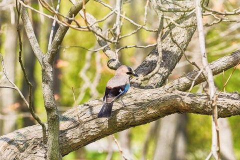 Eurasian Jay Perched on the Tree Varna, Bulgaria, Europe