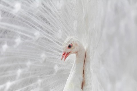 Portrait Of White Peacock During Courtship Display Varna, Bulgaria, Europe