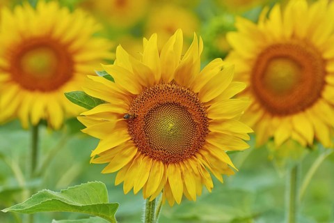 Blooming Sunflower with Bee on It Bulgaria