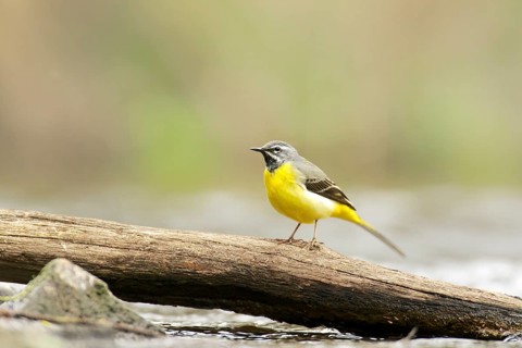 Male grey wagtail on a tree branch. Male Grey Wagtail on a tree stump