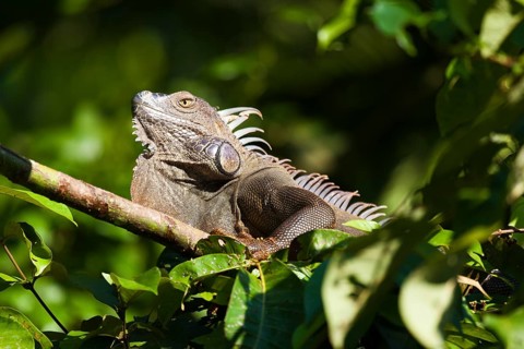 Green Iguana (Iguana iguana), Tortuguero National Park, Costa Rica, Central America