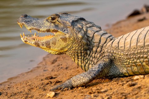 Caiman (Caimaninae), Alligator (Alligatoridae), Crocodile (Crocodylia), animal portrait, side view,