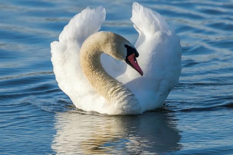 Male Mute Swan Swimming