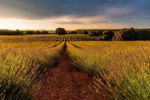 Lavender fields with golden light. Summer sunset landscape in Brihuega, Guadalajara