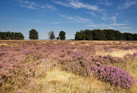 Flowering heathland in the Dutch national park de Hoge Veluwe