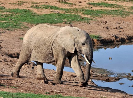 A female African Elephant in the Addo Park, South Africa, Africa