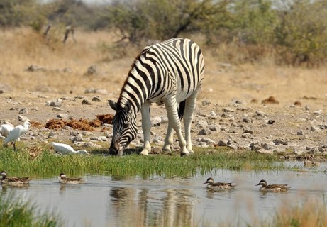 A Burchells Zebra (Equus quagga burchelli) in the Etosha Park, Namibia, Africa