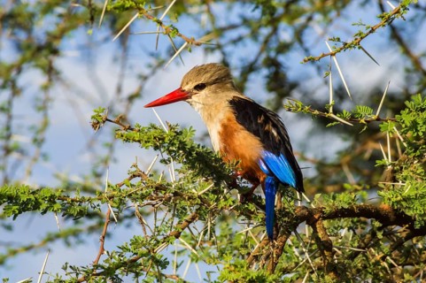 Grey-headed Kingfisher on an acacia branch in Samburu Park in central Kenya