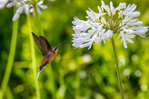 Planalto hermit hummingbird in flight to a white flower to suck nectar, wings backwards against