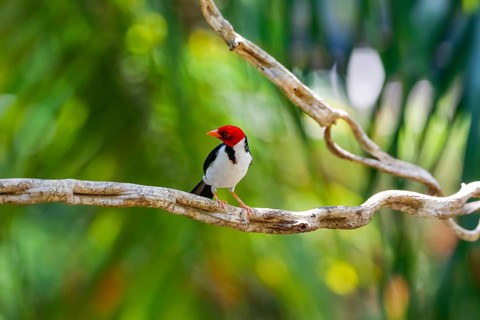 Yellow-billed Cardinal perched on a branch against bokeh green background, Pantanal Wetlands, Mato