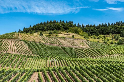 Vineyard and blue sky at the German Countryside, Mehring, Germany, Europe
