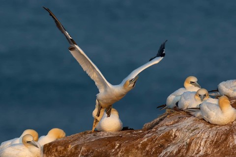 A gannet flies off from a cliff top on Heligoland, with breeding animals next to it